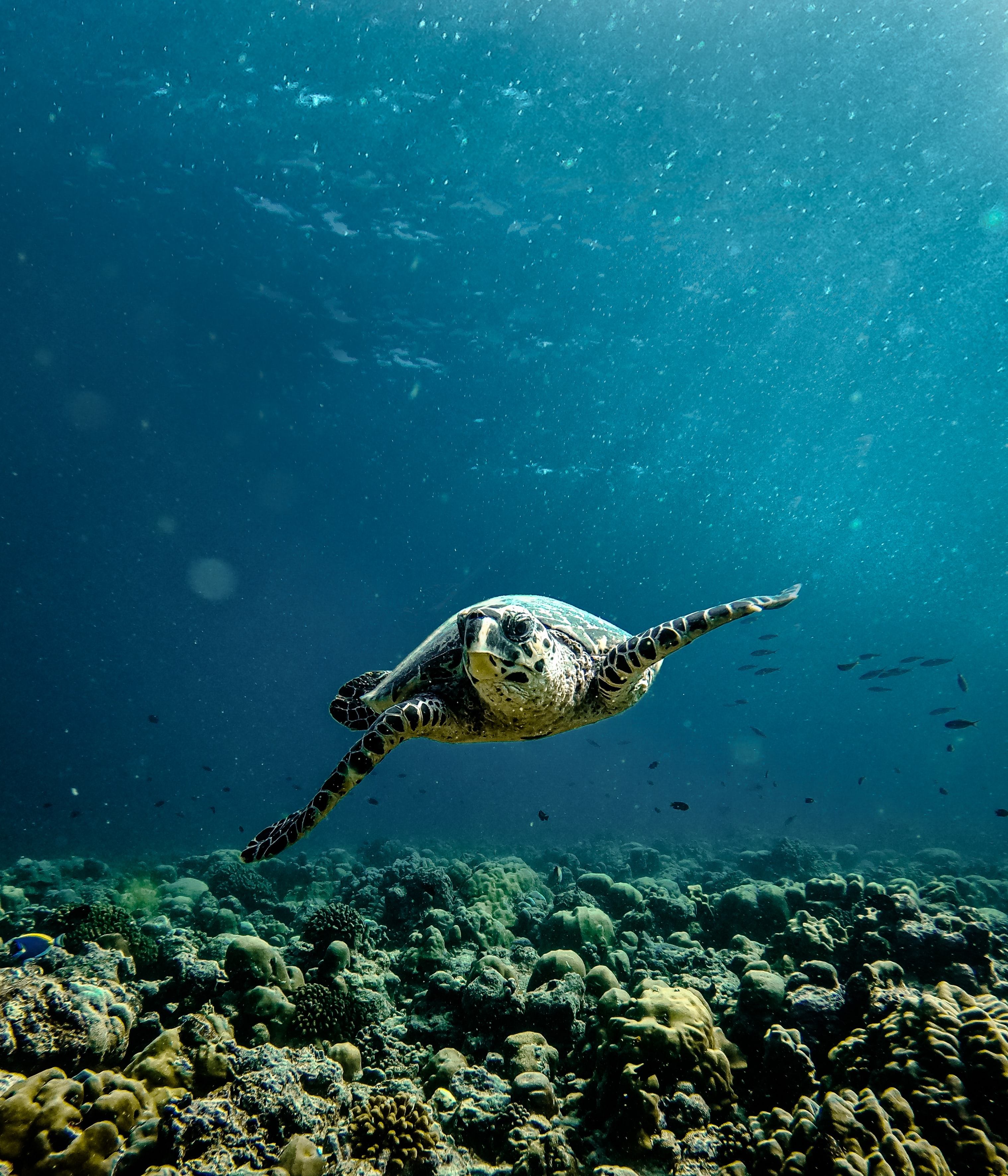 Maldives Escape: Tropical Bliss — photo 3
