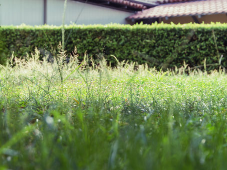5 Tips to Remember While Trimming Your Hedge