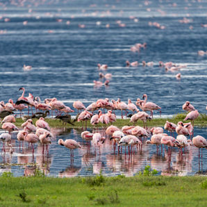 Flamingos at Lake Magadi inside Ngorongoro Crater safar
