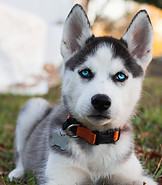 Husky Suberiano ojos azules