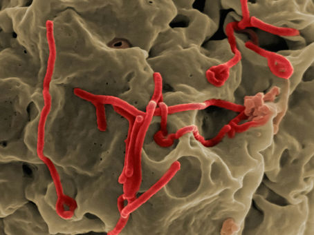 Ebola. SHidonna Raven Garden ^ Cook