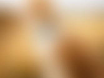 red merle mini aussie in snowy grass at state park in michigan