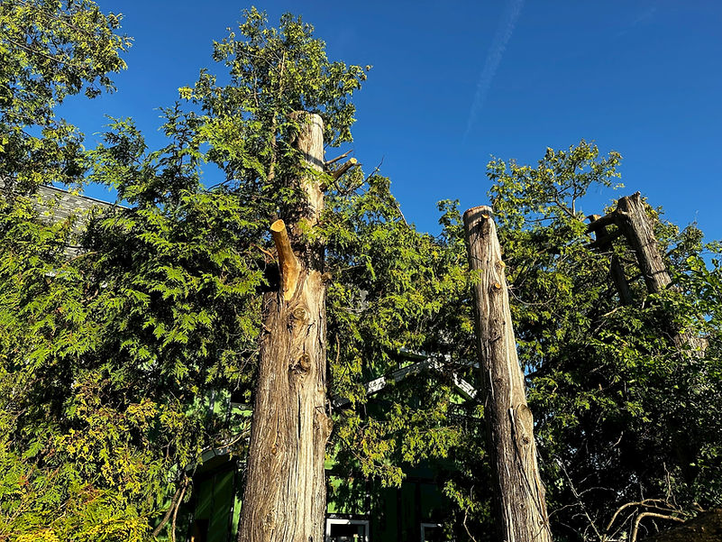 Partially removed trees during a professional tree removal project in Tyler, Texas