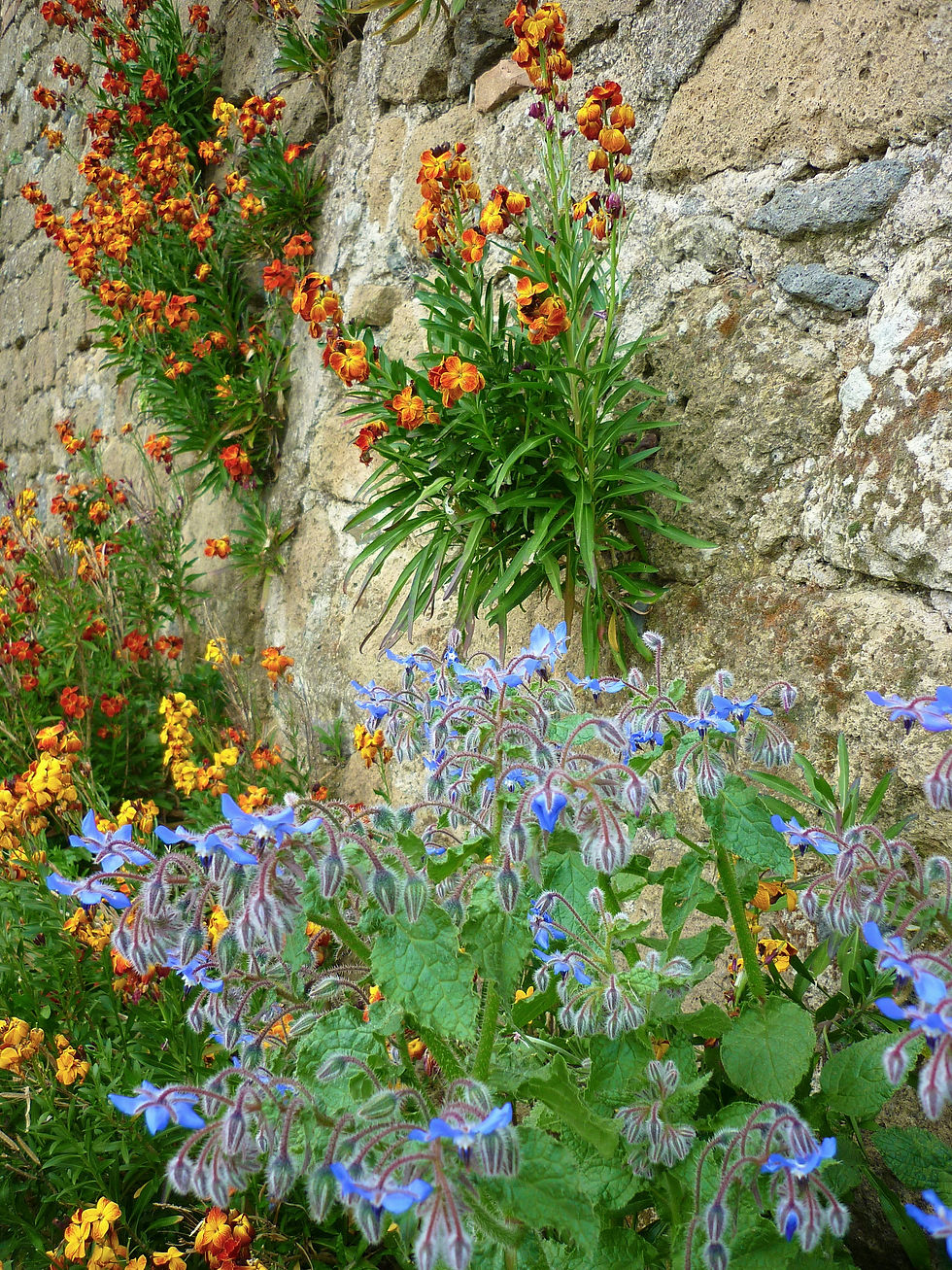 flowers on a wall