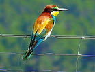 Image by Hans van Tol