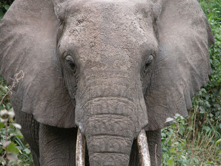 Animals Predict Natural Disasters, so Can We?