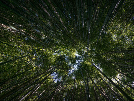 Herbal Ayurvedic Treatment & Remedies for Vertigo: Balancing Dizziness through Ayurveda