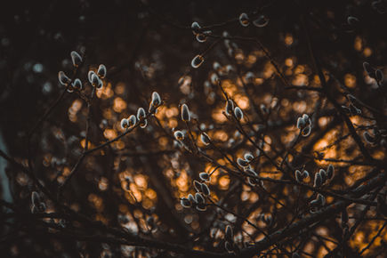 Image by Irina Iriser