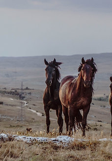 Donate$100 -Receive Hat & Shirt