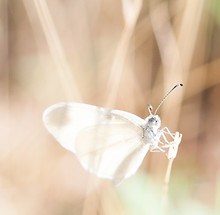 Image by Timo Vijn