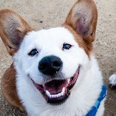 Smiling Dog Being Cared For By Barks and Rec London