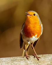 Image by Joseph Watson