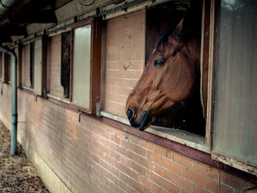 Kontaminiertes Futter tötet bis zu 70 Pferde