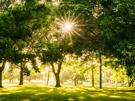 Innovative Tree Preservation Methods for Urban Environments
