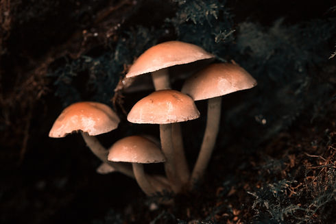 Image by Diana Parkhouse
