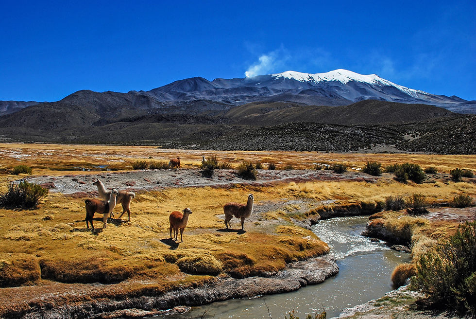 De san Pedro d'Atacama au Sajama Bolivie