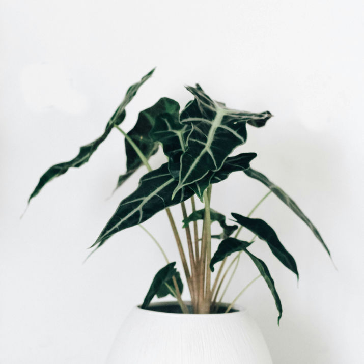 Large potted plant