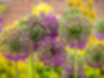 Image de Richard Loader
