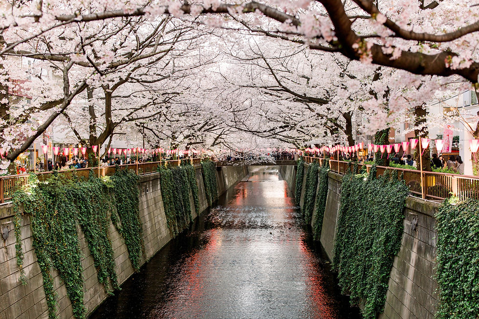 Cherry blossoms arch over the Meguro river in Nakameguro lined with ivy-covered walls. Festive lanterns hang above crowds, reflecting in the water, creating a serene scene.