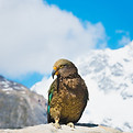 Image by Sébastien Goldberg