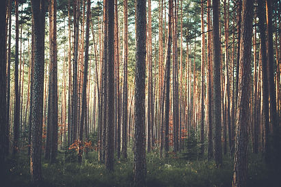 Image by Sebastian Engler
