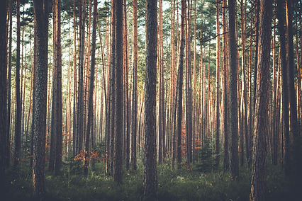 Image by Sebastian Engler