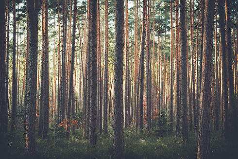 Image by Sebastian Engler