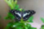 Butterfly in Palawan