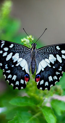 Image by Vivek Doshi