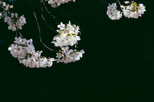 Fleurs de cerisier