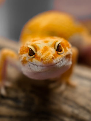 orange gecko