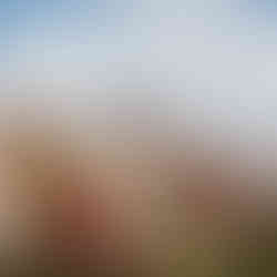 Blurred red flowers framing a view of the southern end of the Temple Mount and Al-Aqsa Mosque during a private Jerusalem tour.