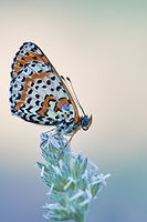 Image by Wolfgang Hasselmann