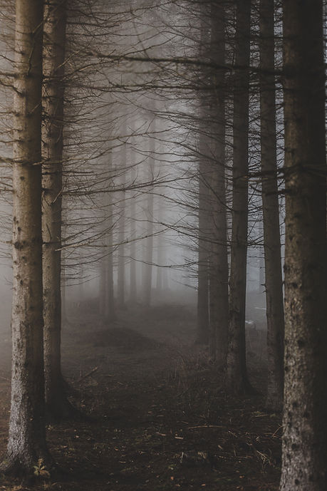 Image by Filip Zrnzević