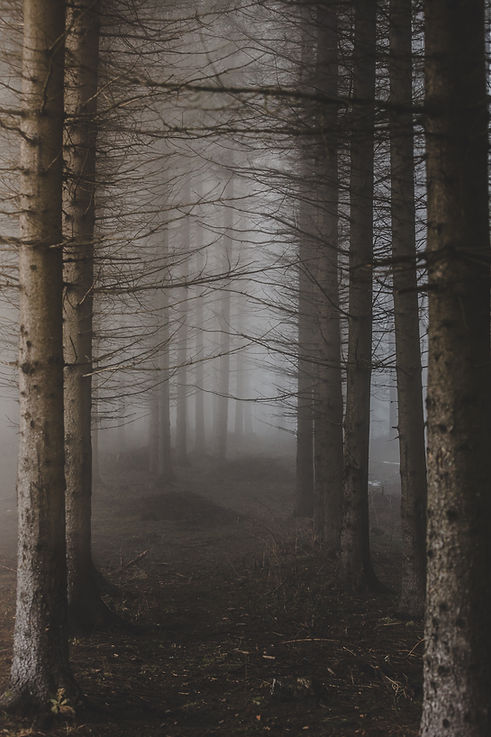 Image by Filip Zrnzević