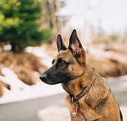 Off Leash Dog Training In Manchester, New Hampshire
