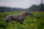 pointers are great hunting dogs and help direct the hunter to the prey