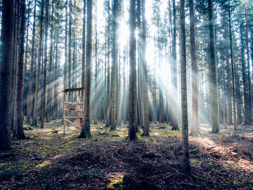 A deer stand in a pine forest