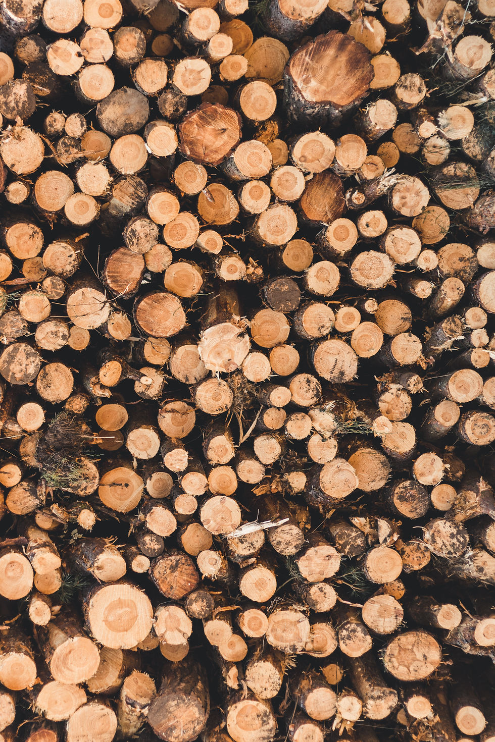 Tree Trimming Services - area of service includes Apex, Cary, Fuquay Varina, Holly Springs, Raleigh, NC