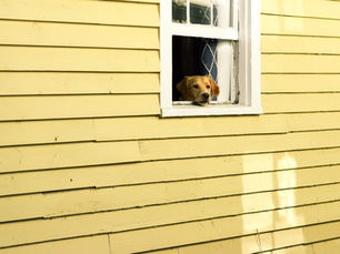 5 Myths about Separation Anxiety in Dogs