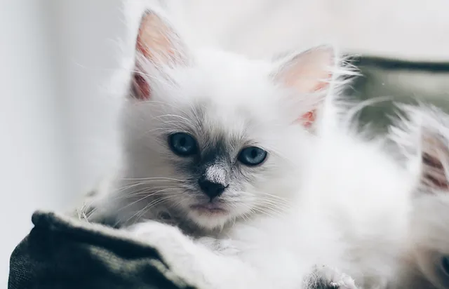 Cutiepawtootie Ragdolls Kittens Available Now Sc