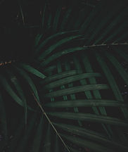 Image de adrian11