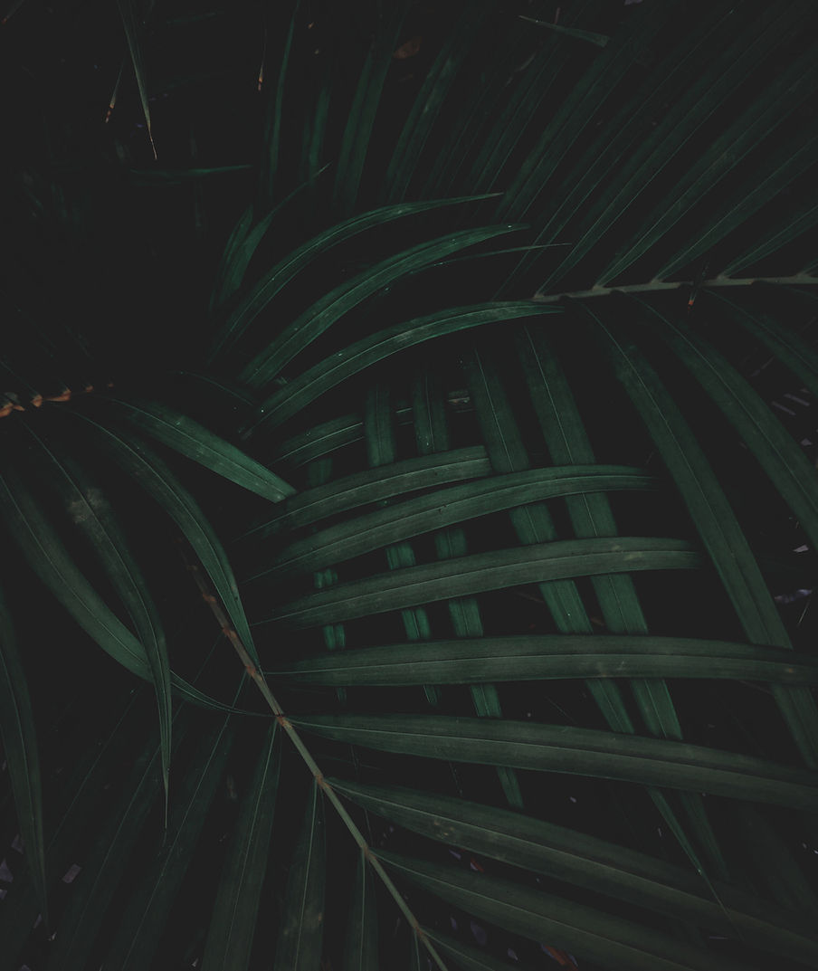 Image by adrian11