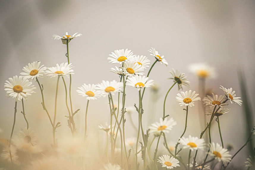 Image by Kristine Cinate