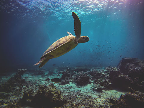 Image by Jesse Schoff