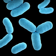 Image by CDC