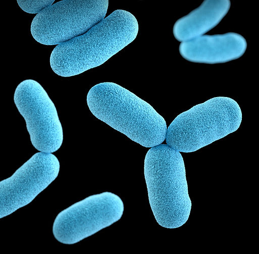 Image by CDC