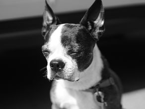 Why is your dog sitting in the sun?