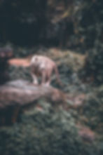 Image by Wayne Chan