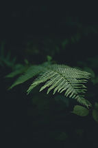 Image by Andras Vas